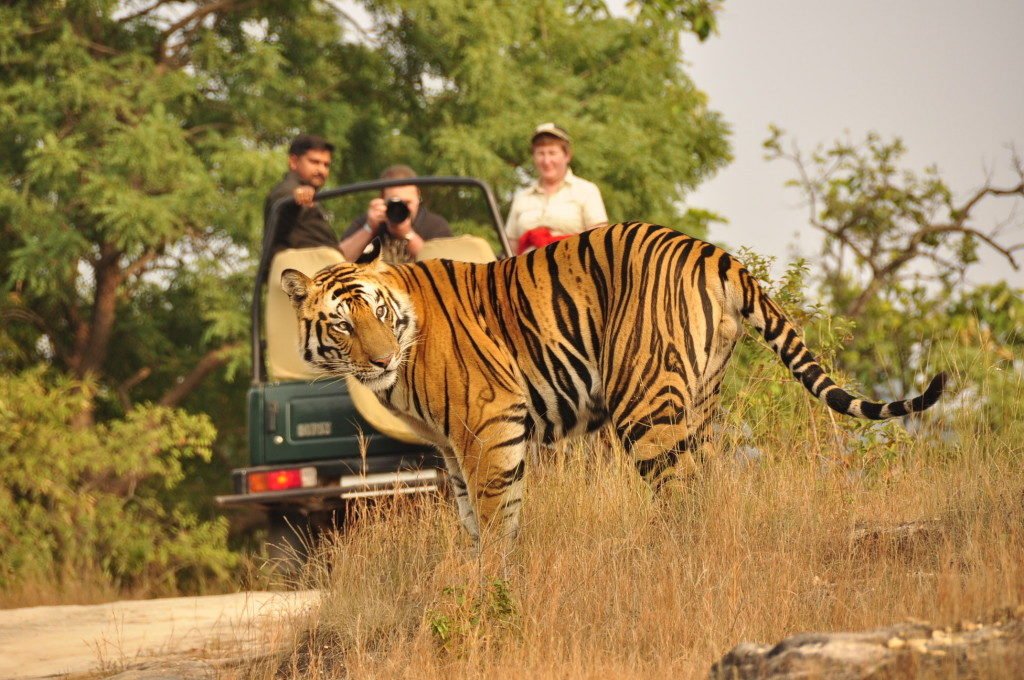 Jungle Safari Ranthambore