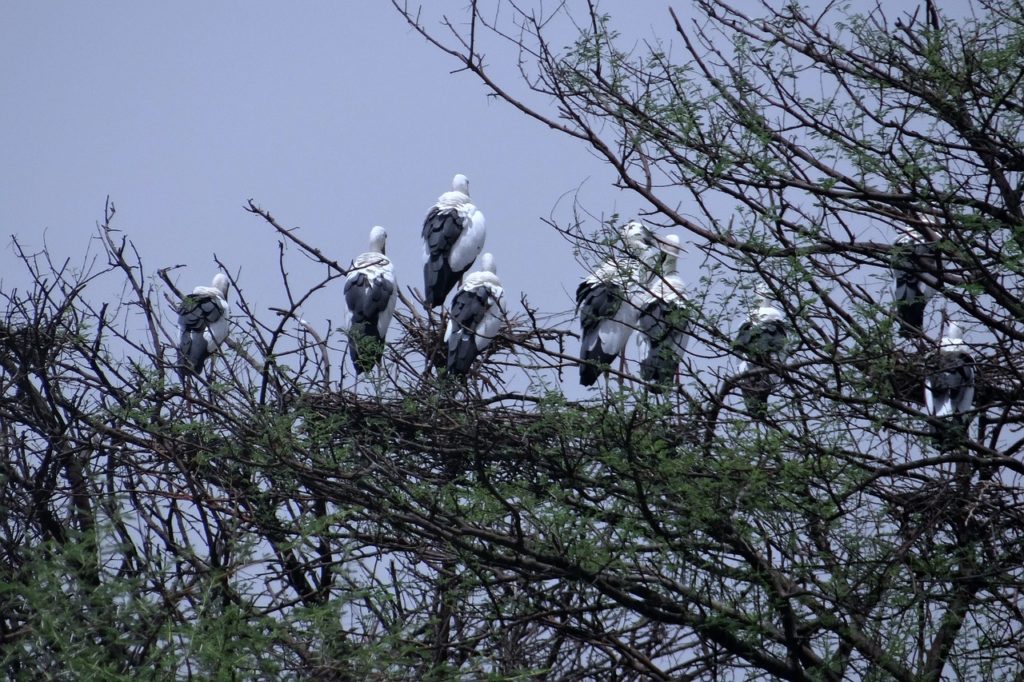 bharatpur-bird-watching