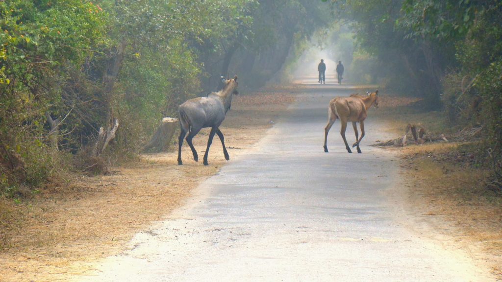 bharatpur-national-park