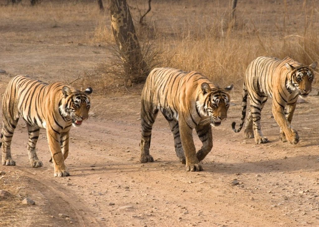 ranthambhore-national-park-tiger-reserve