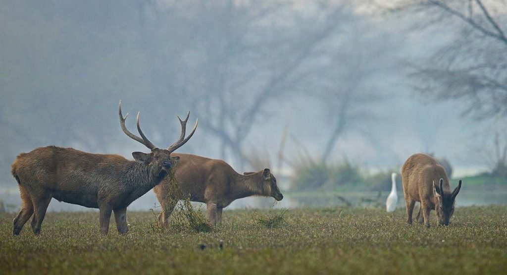 Keoladeo Ghana National Park