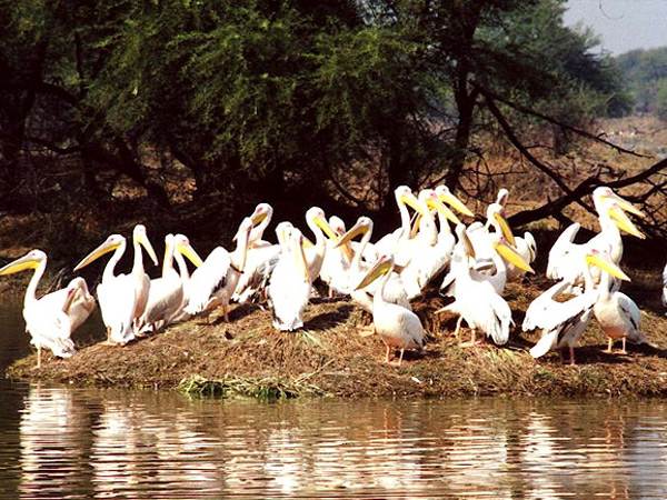 Palace on wheels India -bharatpur bird sanctuary